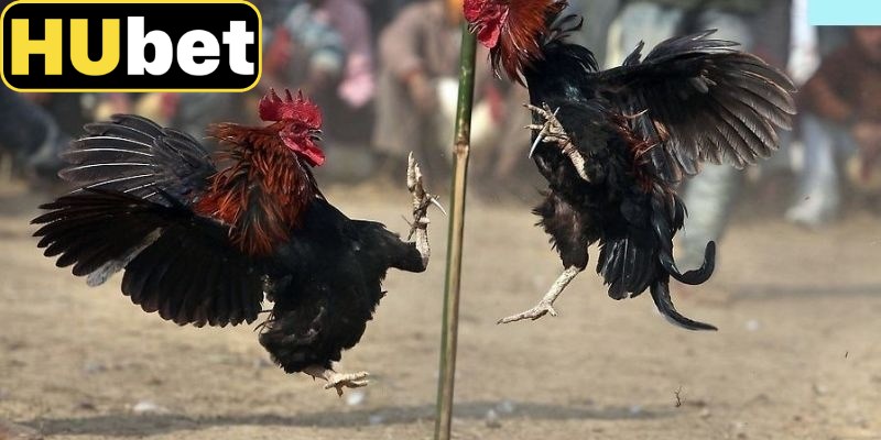 Điểm nổi bật thu hút người tham gia