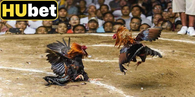 Giới thiệu về đá gà C1