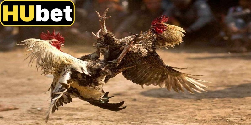 Giao diện đá gà Hubet được tối ưu cho cả điện thoại và máy tính