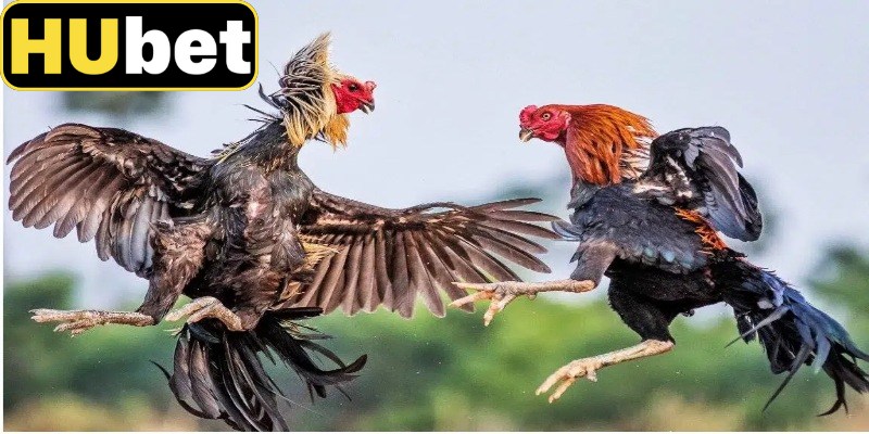 Các hình thức trải nghiệm đá gà phổ biến