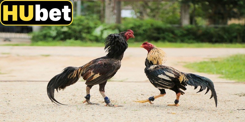 Đặc điểm nổi bật thu hút nhiều người xem
